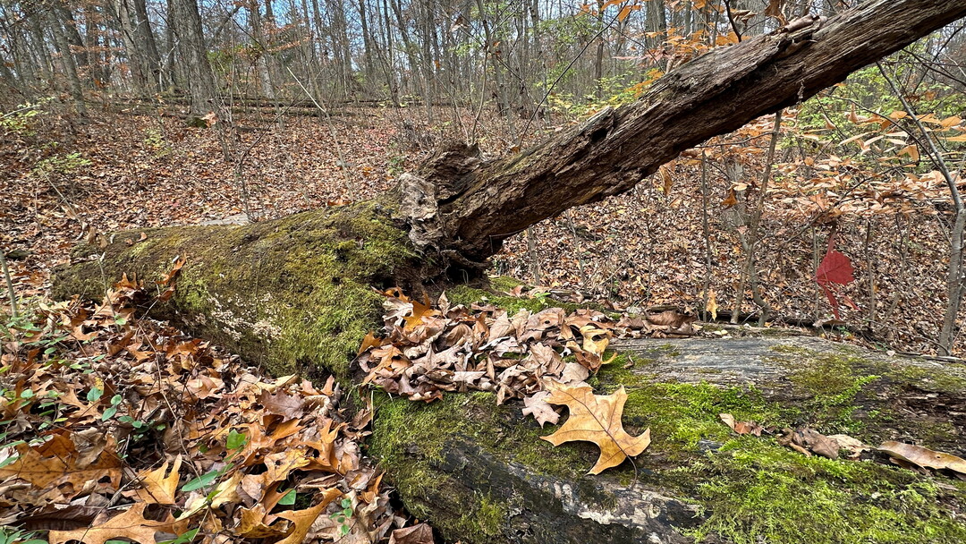 A fallen log among the bare trees in a leaf-littered forest.