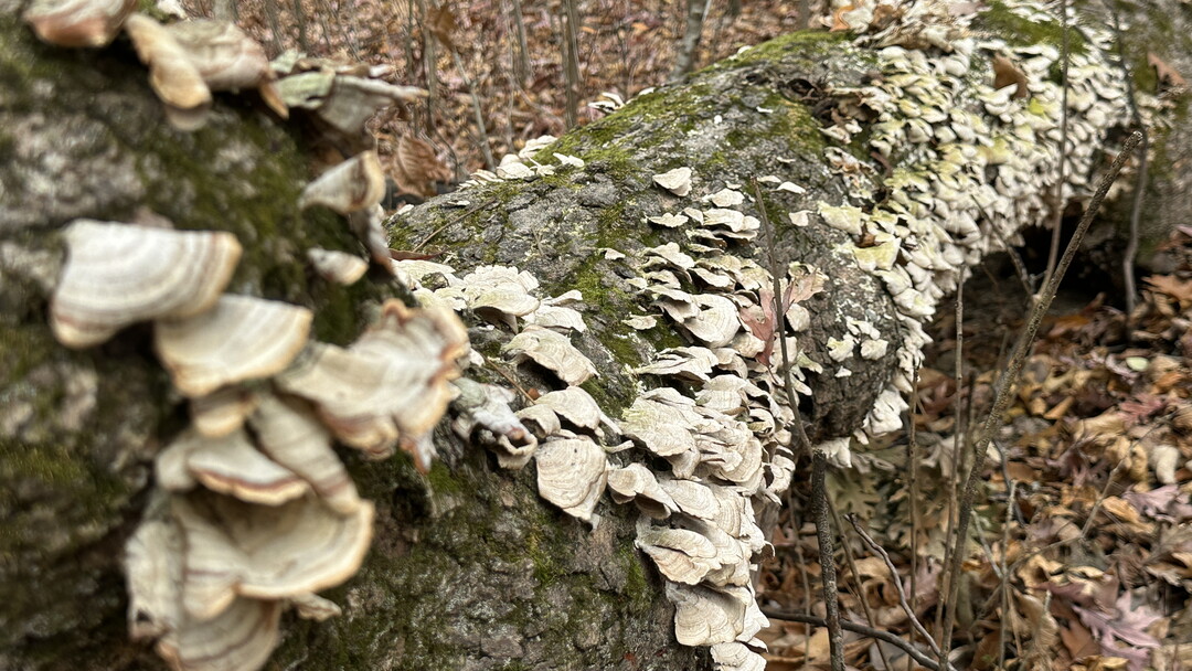 Fungi and moss cover a large log laying on the forest floor.