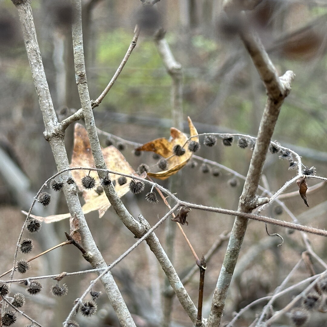 Dried burrs hang on to their stems.