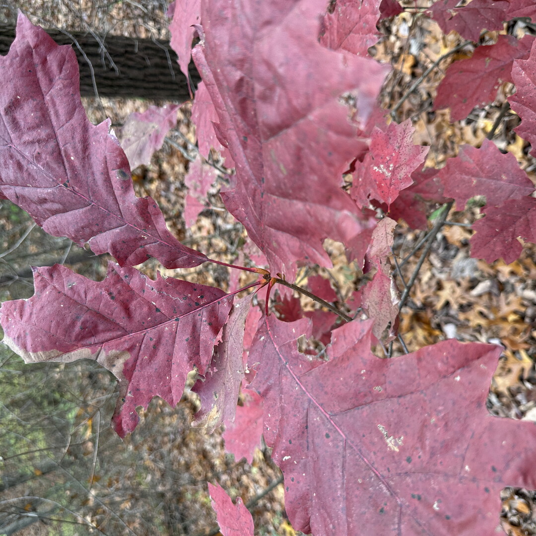 A close-up of red-oak leaves on a sapling.