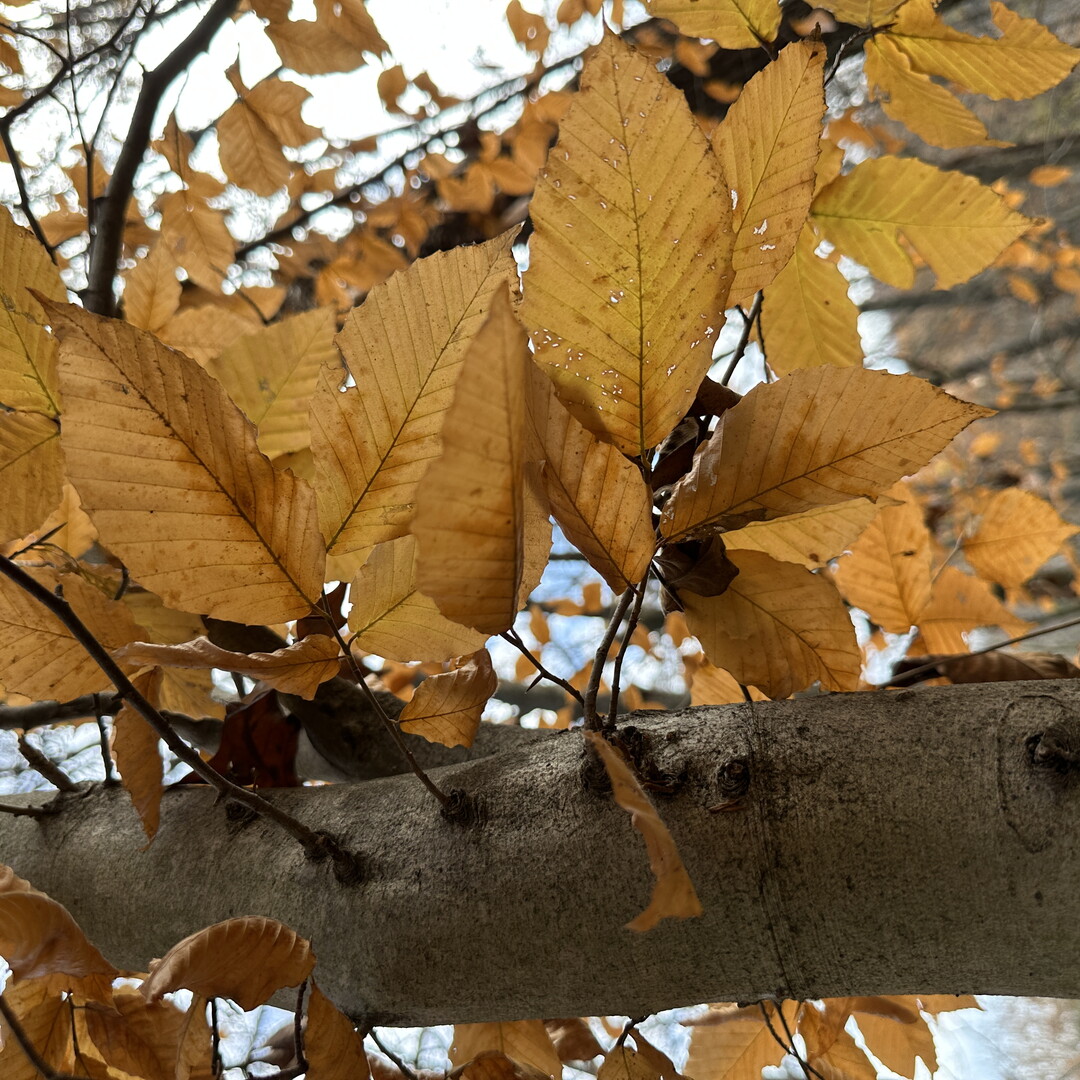 Yellow leaves on a beech tree glow glow in the muted sunlight.