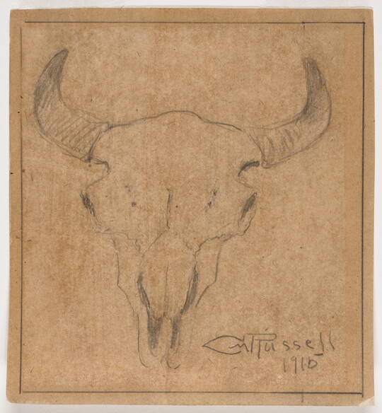 A drawing of a bison skull.