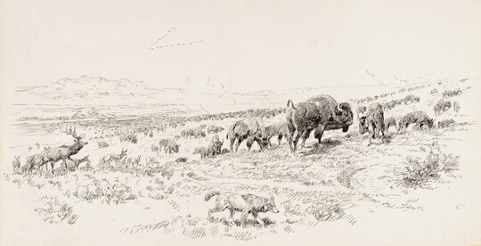 A black-and-white drawing of elk, bison, and coyotes on the open plains.