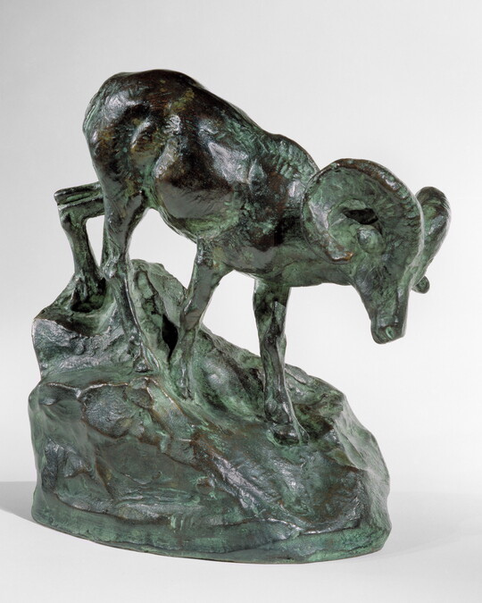 A bronze sculpture of a mountain sheep walking down a rock.