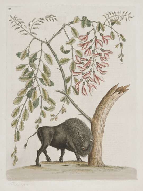 A color illustration of a bison pushing against a tree and detailed botanical illustrations of leaves and flowers above the tree.