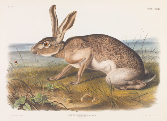 A color print of a brown rabbit crouched on a grassy plain.