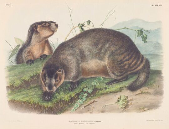 John Woodhouse Audubon | Amon Carter Museum of American Art