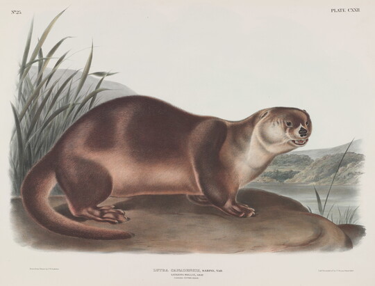 John Woodhouse Audubon | Amon Carter Museum of American Art