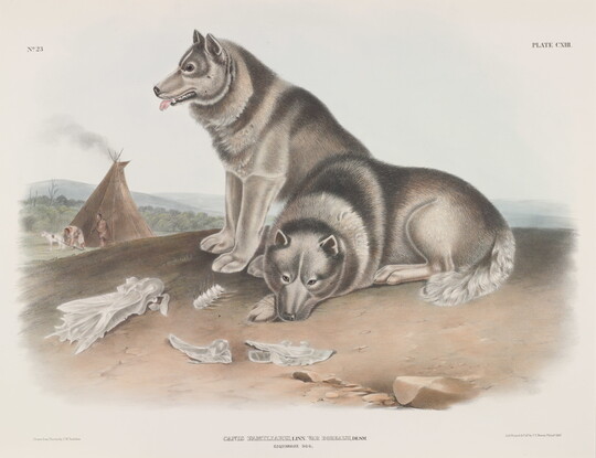 John Woodhouse Audubon | Amon Carter Museum of American Art