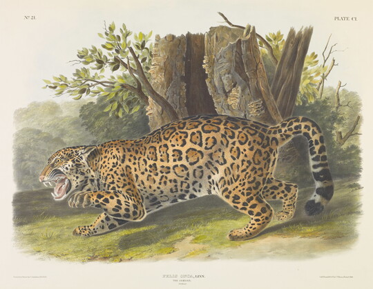 A color print of a spotted jaguar snarling in the jungle.