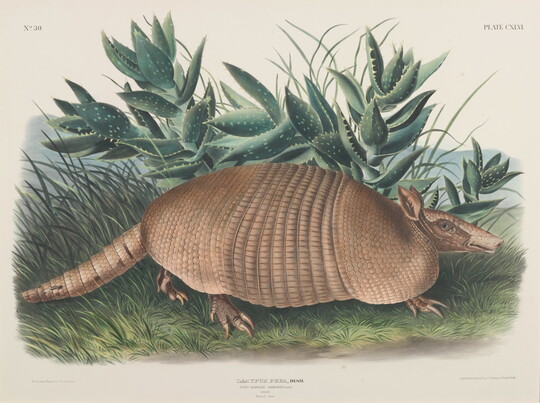 A watercolor print of an armadillo next to green vegetation.