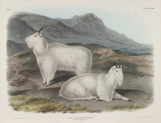 John Woodhouse Audubon | Amon Carter Museum of American Art