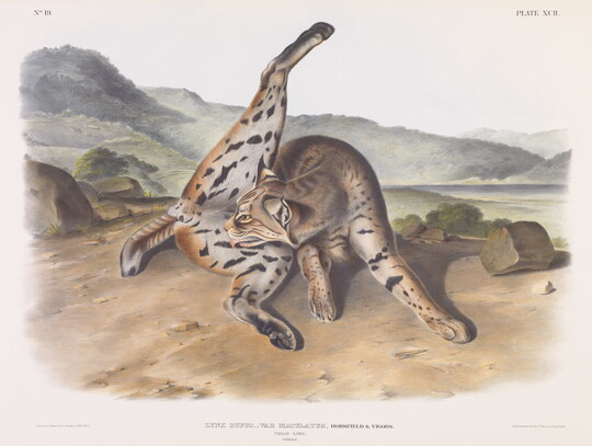 A color print of a spotted wildcat licking its groin in a rocky landscape.