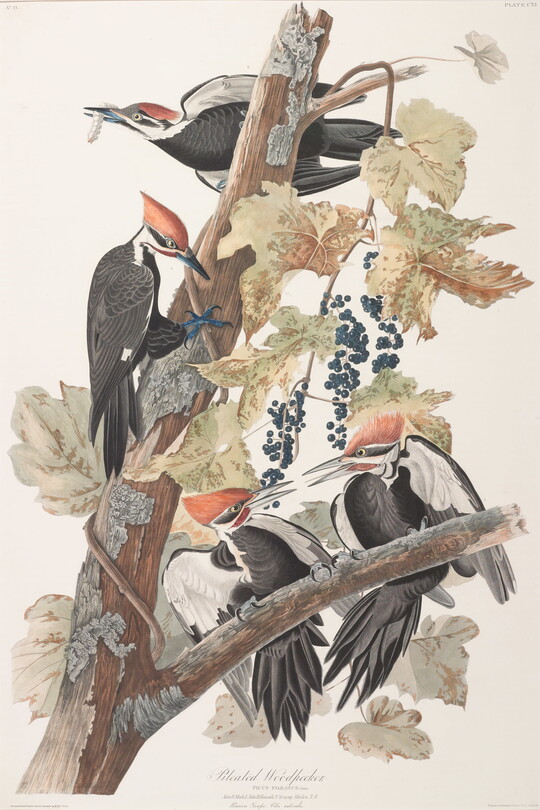 A watercolor print of a group of woodpeckers perched on a grapevine.