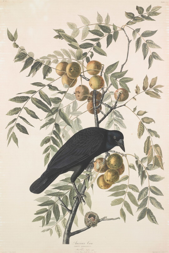 A color print of a black crow perched above a hummingbird nest on a leafy branch of a black walnut tree.