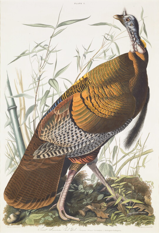A color print of a male wild turkey standing in tall grass.