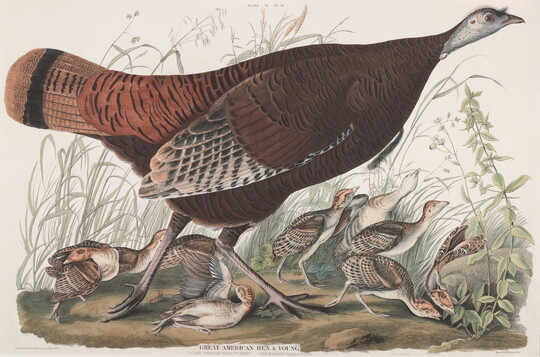 A color print of a female wild turkey and her young in a natural setting.