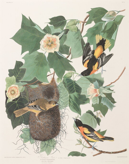 A watercolor print of three orange and black birds on a nest among flowering branches with green leaves.