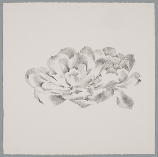 A black-and-white print of an open flower drawn with loose marks and delicately shaded petals.