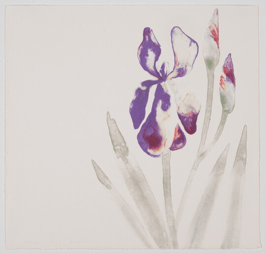 A color print of a softly rendered purple flower, with two buds and green stems that have long thin leaves.