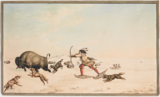 A watercolor of a Native American person wearing snowshoes shooting arrows at a bison as dogs surround it.