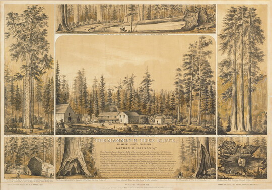 A hand-colored print depicting seven scenes of forests and trees around a caption with detailed explanations.