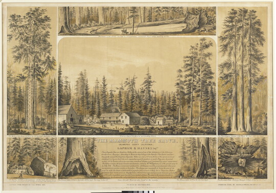 A hand-colored print depicting seven scenes of forests and trees around a caption with detailed explanations.