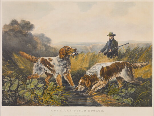 A color print of two hunting dogs in a stream with a hunter in the field behind them.