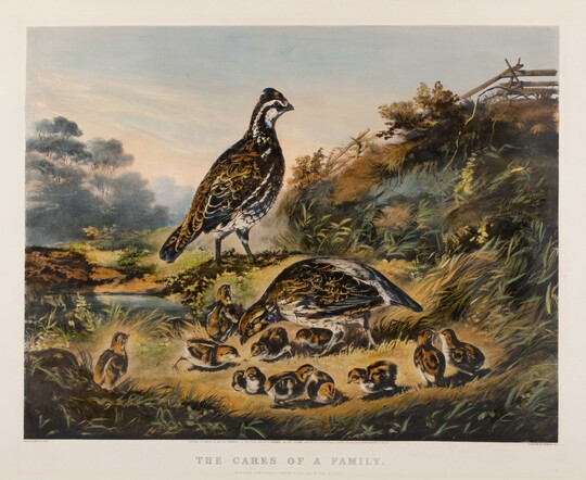 A color print of a two adult quails surrounded by their chicks.