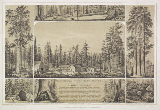 A black-and-white print divided into seven sections, each showing a scene featuring giant trees, buildings, and people.