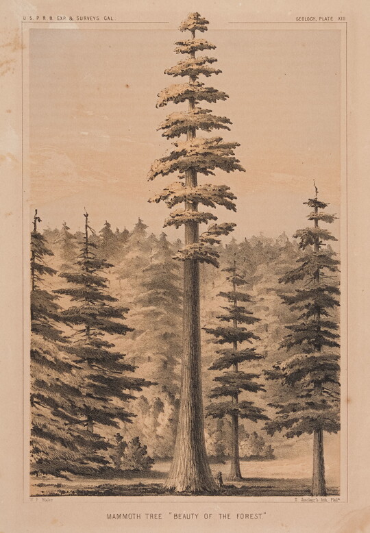 A black-and-white print of a sequoia tree that towers above the rest of the forest.