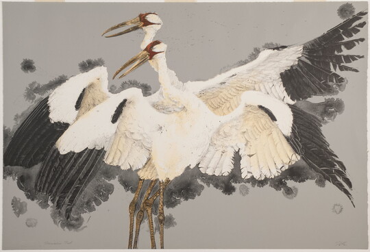 A color print of two large white birds with red faces, long pointy beaks, and outstretched black-tipped wings.