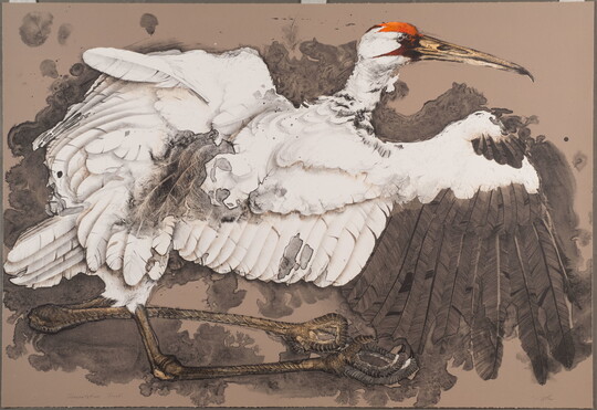 A color print of a large white bird with a red face, long pointed beak, black-tipped wings, long legs curled underneath its body.