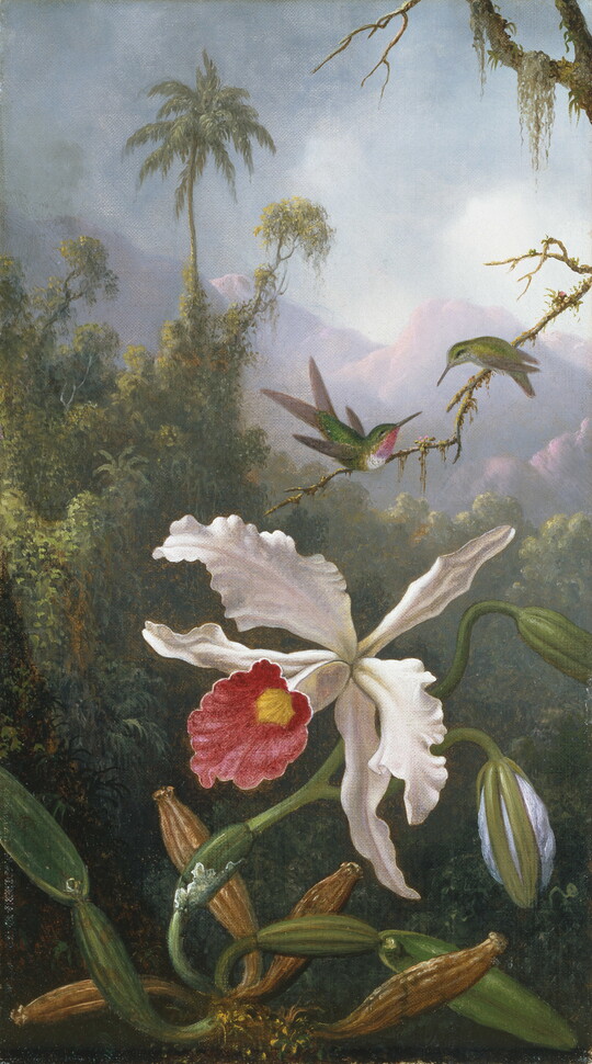 An oil painting of two hummingbirds on a twig above a white orchid in a jungle setting.