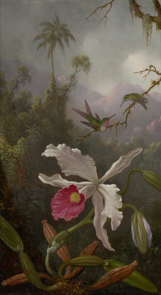 An oil painting of two hummingbirds on a twig above a white orchid in a jungle setting.