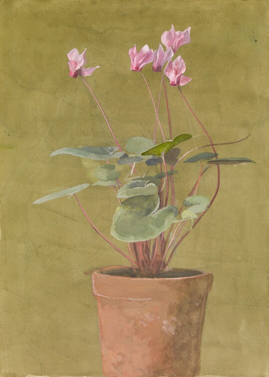 A watercolor of a plant with pink flowers in a terracotta pot.