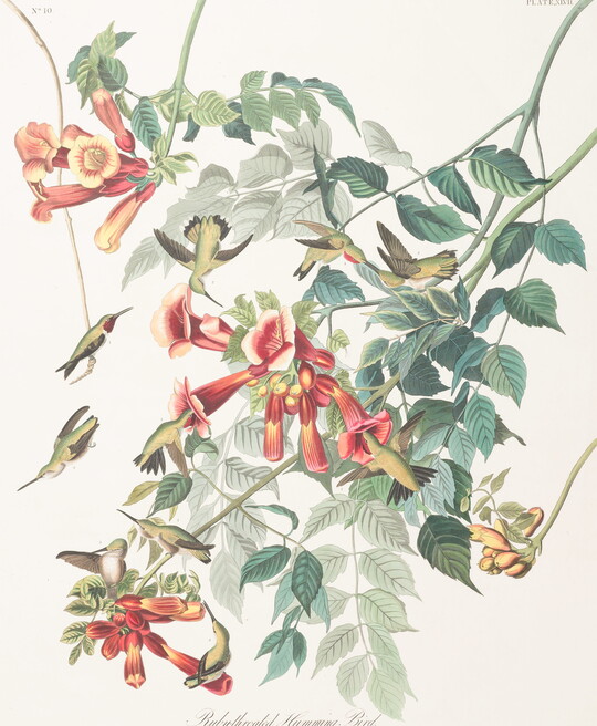A color print of several hummingbirds flying around and drinking nectar from red flowers with green leaves.