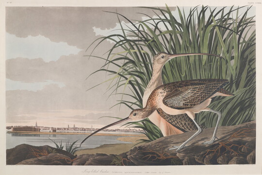 A color print of two brown and black speckled birds with very long, thin beaks standing on rocks on a riverbank.