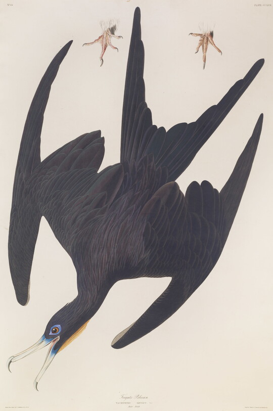 A color print of a black bird diving in flight with details of the feet depicted separately.