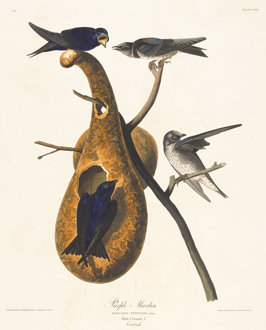 A color print of four birds, two gray and two iridescent purple, on a bare branch on which hangs a gourd containing a nest.