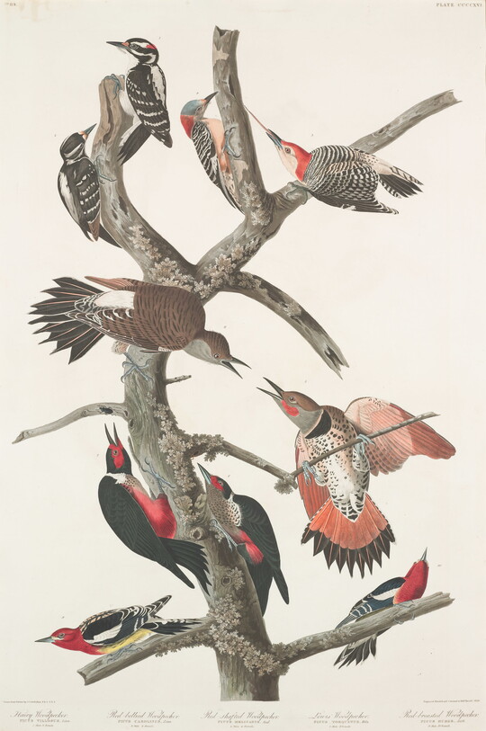 A color print of 10 mostly red, black, and gray birds in different poses, two of each species, on a bare branch.