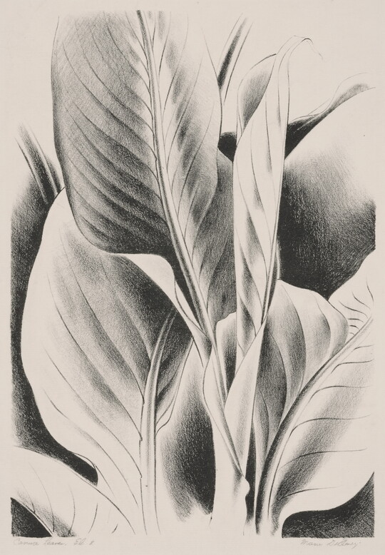 A black-and-white print of a cropped view of canna leaves.