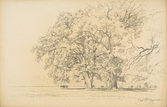 A black-and-white drawing of two large oak trees with cattle walking under them.