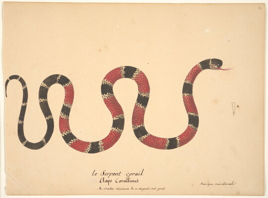 A watercolor painting of a snake with red, black, and white bands above its Latin name written in script.