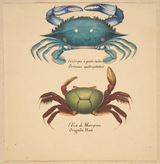 A watercolor painting of a blue crab and a green crab with red legs over their Latin names written in script.