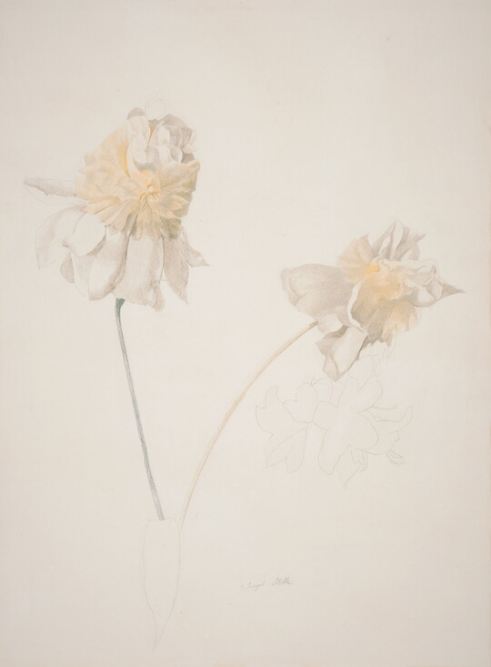 A drawing of two flowers with long stems and yellow and white petals.