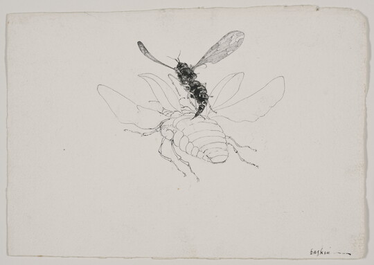 A black-and-white drawing of a close-up, rear view of a black fly hovering over a white, winged beetle.