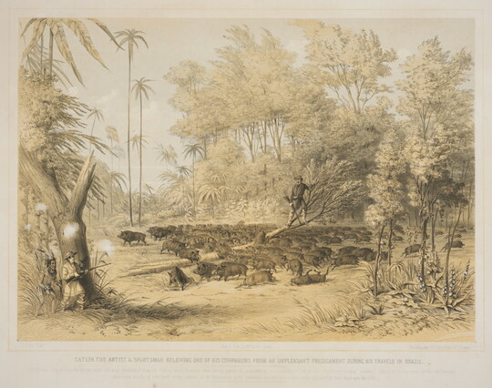 A color print of a White man standing in a tree surrounded by a herd of wild pigs as a White man with a rifle and an Indigenous man hide behind a tree.