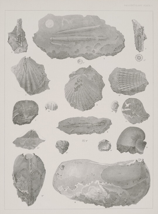 A black-and-white print of various plant fossils shown from different angles.