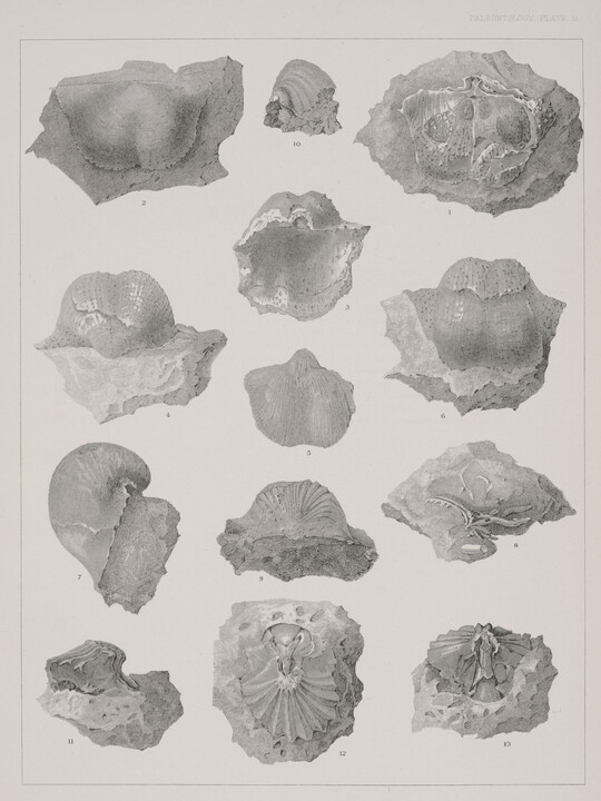 A black-and-white print of various fossils shown from different angles.